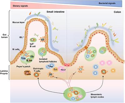 Immunological Impact of Intestinal T Cells on Metabolic Diseases